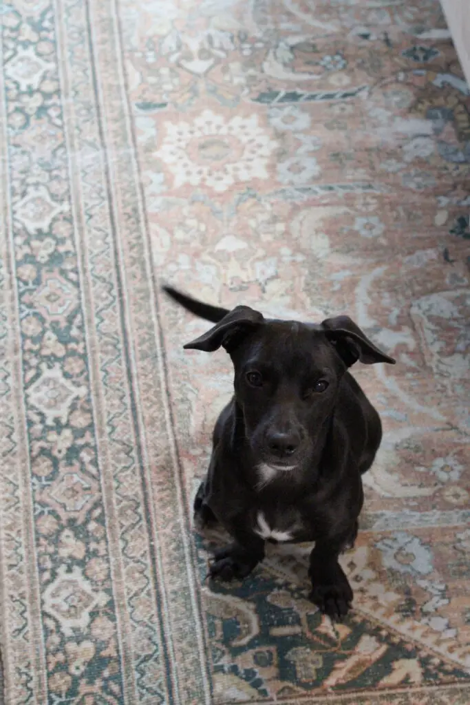 An area rug with orange, green. ivory and patterns with a black dog sitting on it. 