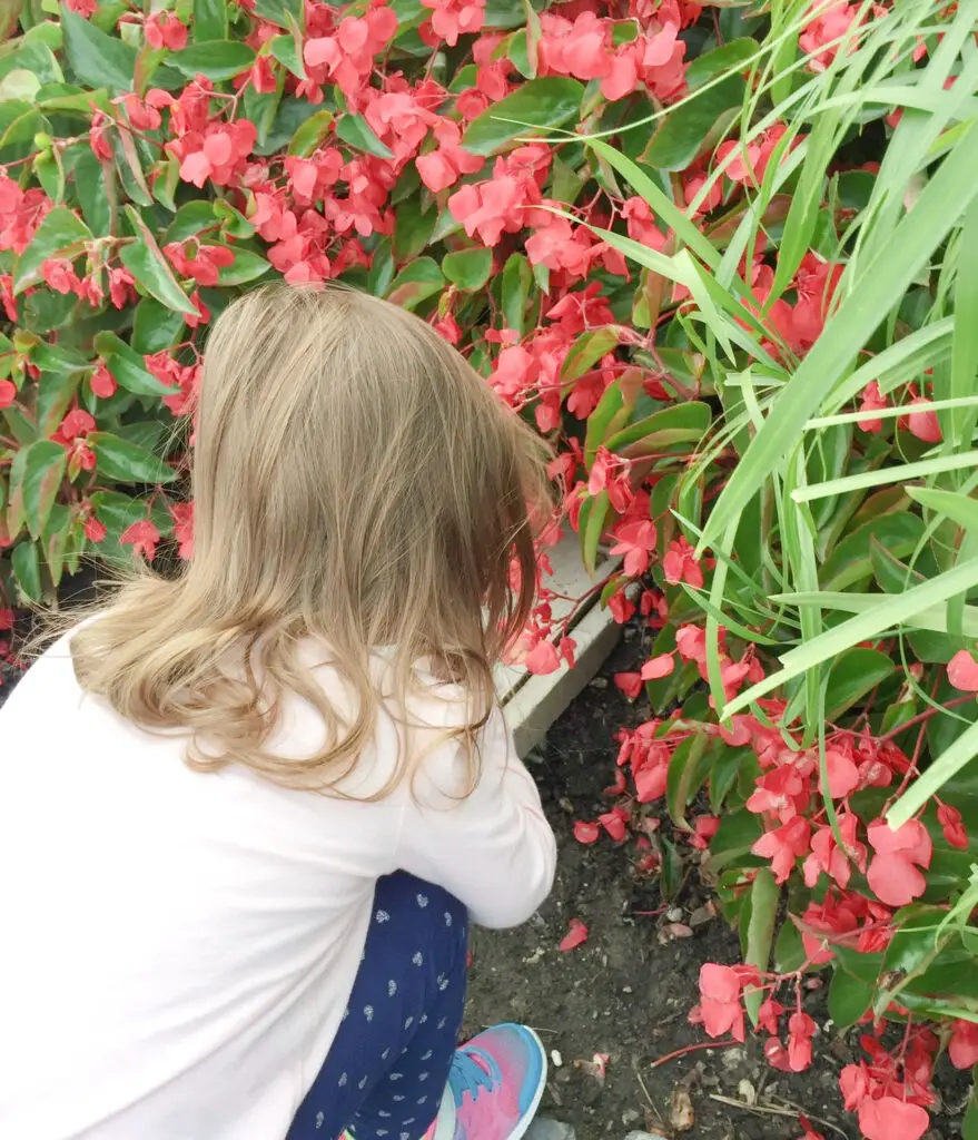 close up of a little girl looking at pink flowers with green leaves. 