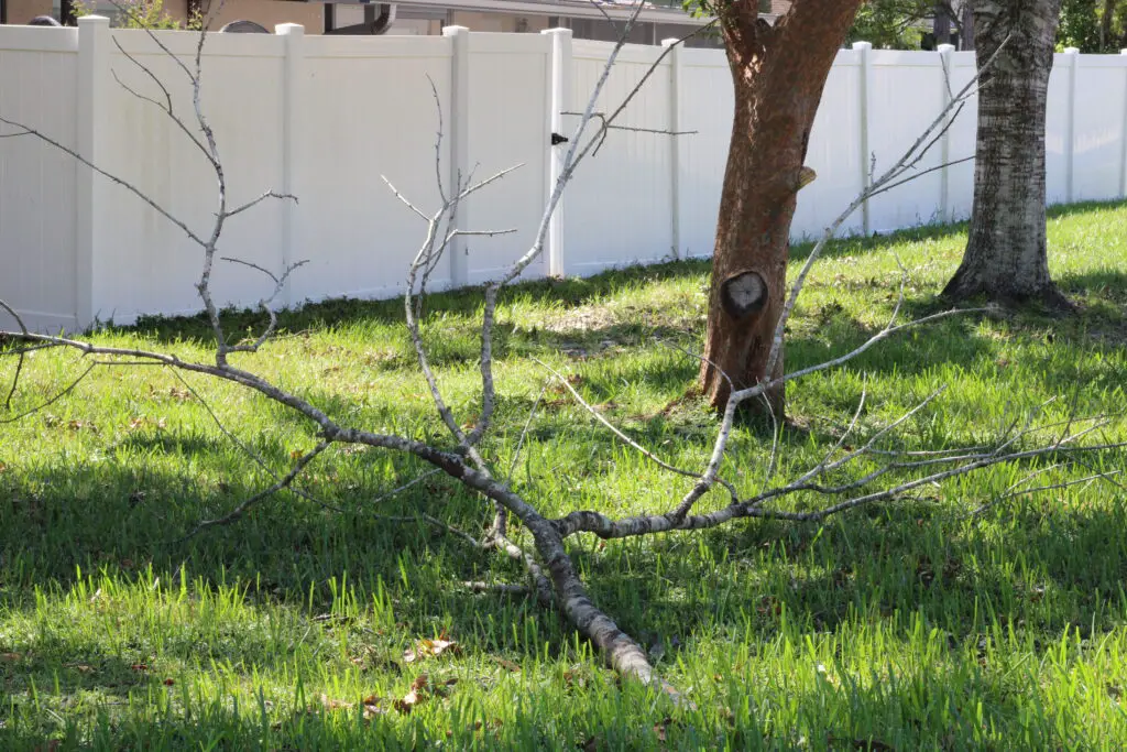 close up of a big tree limb on the green grass with no leaves on it