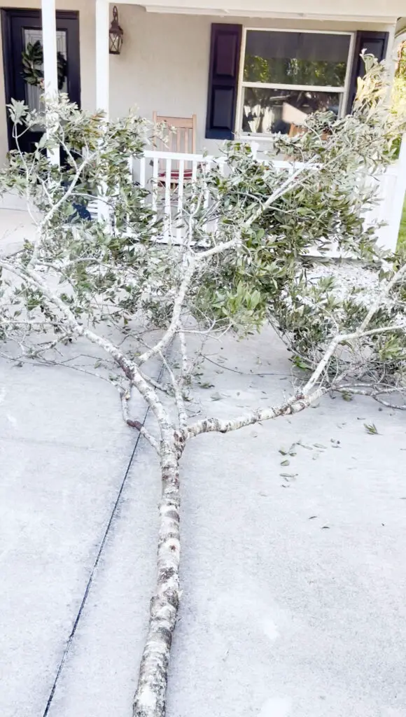 close up of a large tree limb on the ground with green leaves