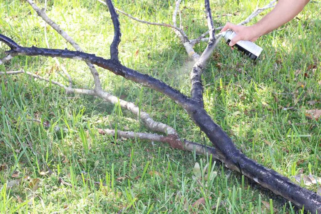 Close up of a big tree limb that is half black and half wood colored with a spray paint can and hand spraying the tree limb. 